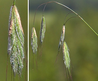 Bromus arenarius