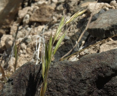 Bromus berteroanus