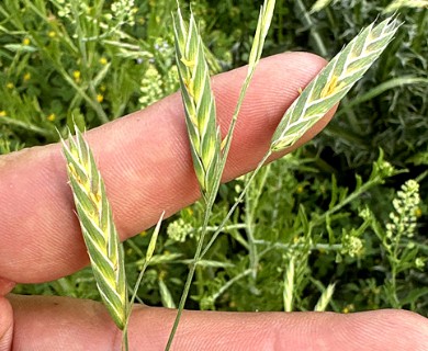 Bromus brevis