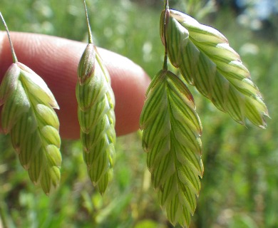 Bromus briziformis