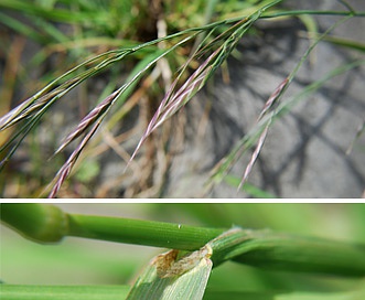 Bromus carinatus