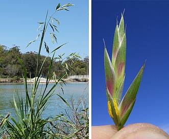 Bromus catharticus