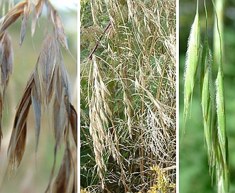 Bromus ciliatus