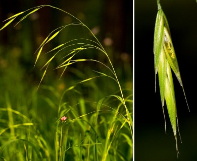 Bromus frondosus