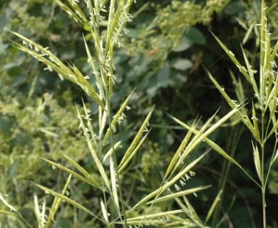 Bromus grandis