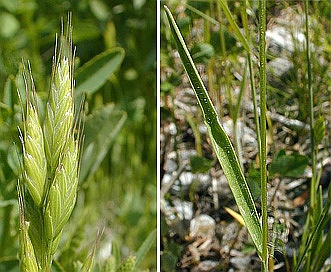 Bromus hordeaceus