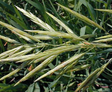 Bromus inermis