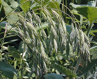 Bromus kalmii