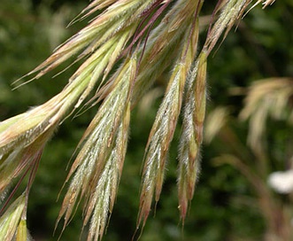 Bromus laevipes