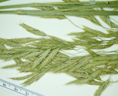 Bromus lanatipes