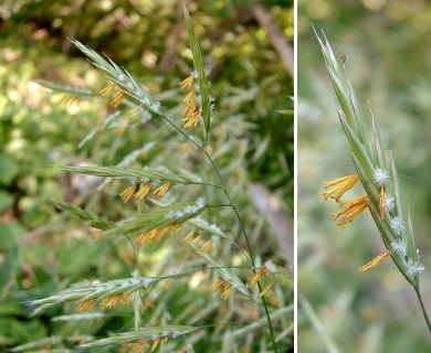 Bromus latiglumis