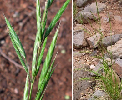 Bromus marginatus