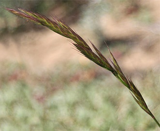 Bromus maritimus