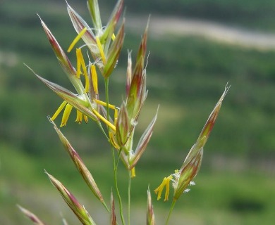 Bromus pumpellianus