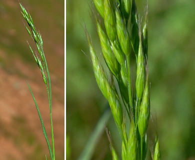 Bromus racemosus