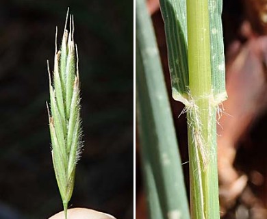 Bromus richardsonii