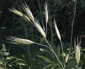 Bromus secalinus