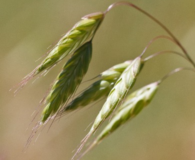 Bromus squarrosus