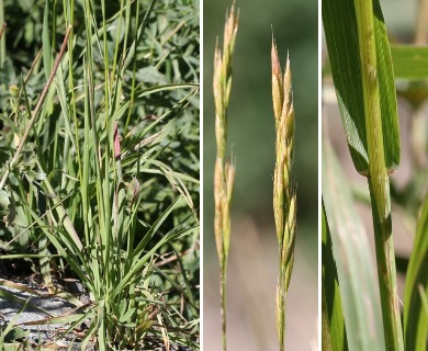 Bromus suksdorfii