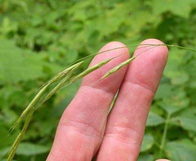 Bromus vulgaris