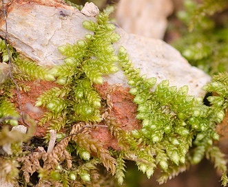 Bryoandersonia illecebra