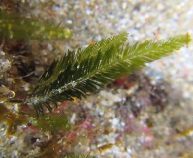 Bryopsis plumosa