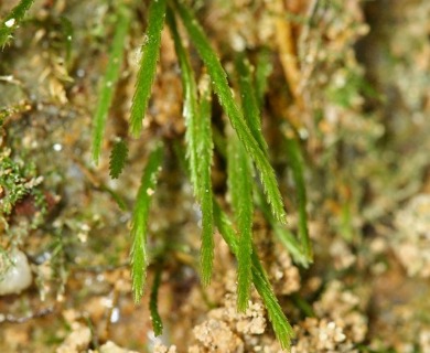 Bryoxiphium norvegicum