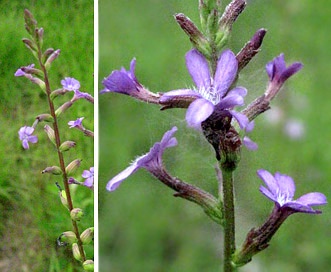 Buchnera americana