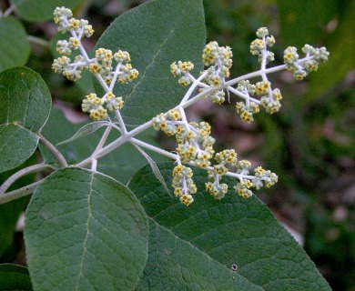 Buddleja cordata