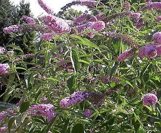 Buddleja davidii