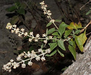 Buddleja racemosa