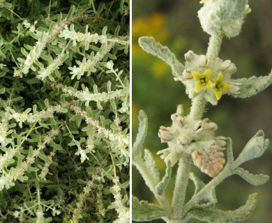 Buddleja scordioides