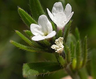 Buglossoides arvensis