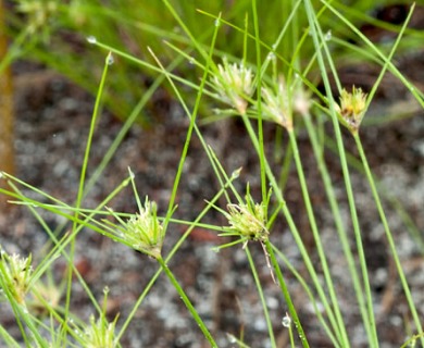 Bulbostylis stenophylla