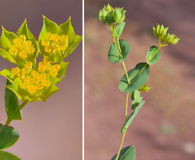 Bupleurum rotundifolium