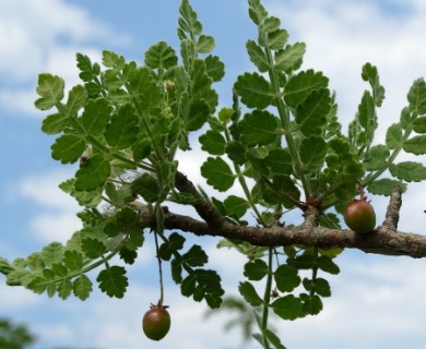 Bursera bipinnata