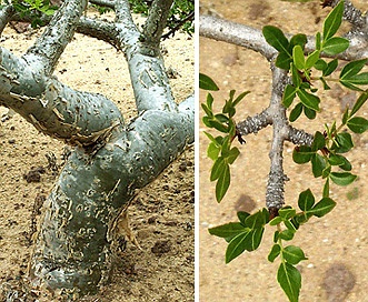 Bursera fagaroides