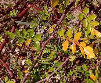 Bursera laxiflora