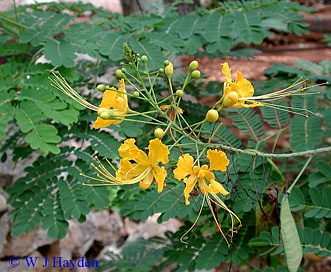 Caesalpinia pulcherrima