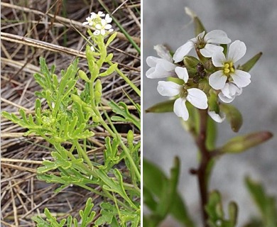 Cakile lanceolata