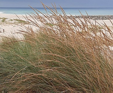 Calamagrostis arenaria