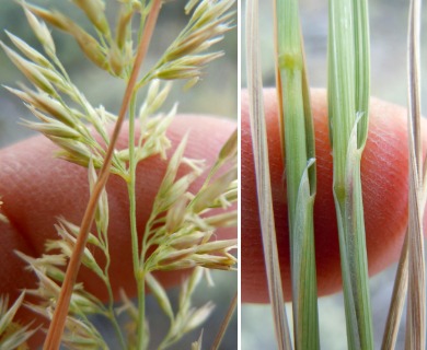 Calamagrostis montanensis