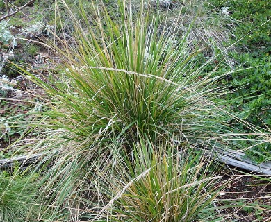 Calamagrostis nutkaensis