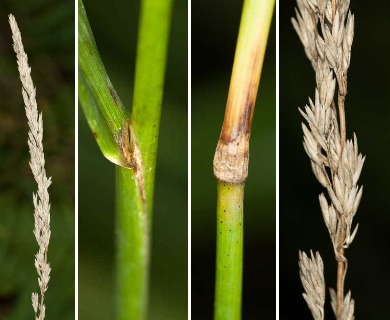 Calamagrostis porteri