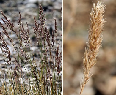 Calamagrostis purpurascens