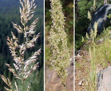 Calamagrostis rubescens