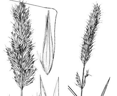 Calamagrostis tweedyi