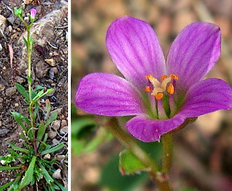 Calandrinia breweri