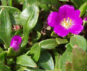 Calandrinia ciliata