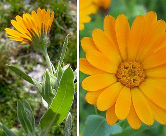 Calendula arvensis